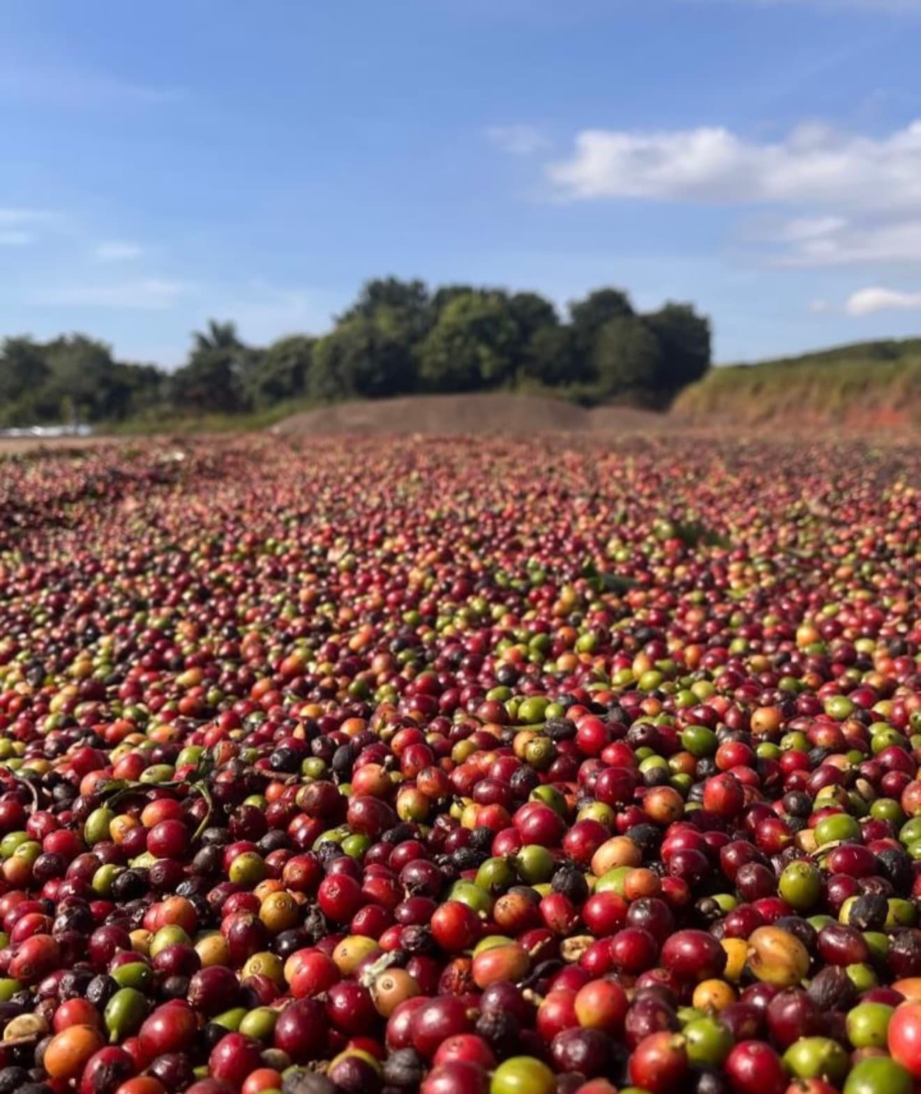 Cerejas de café recém-colhidas na Fazenda São Bartolomeu