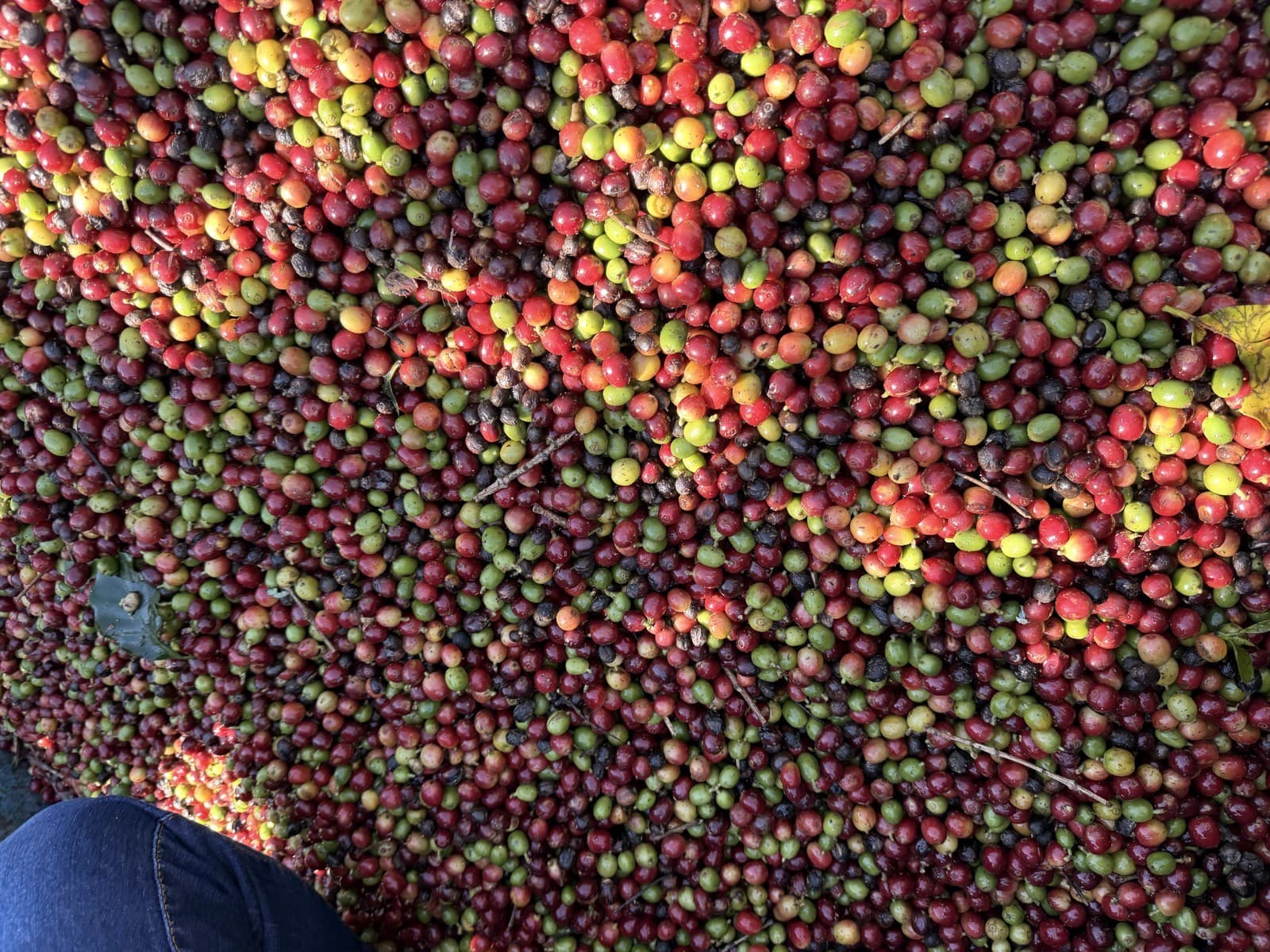 Grande volume de cerejas de café recém-colhidas na Fazenda São Bartolomeu