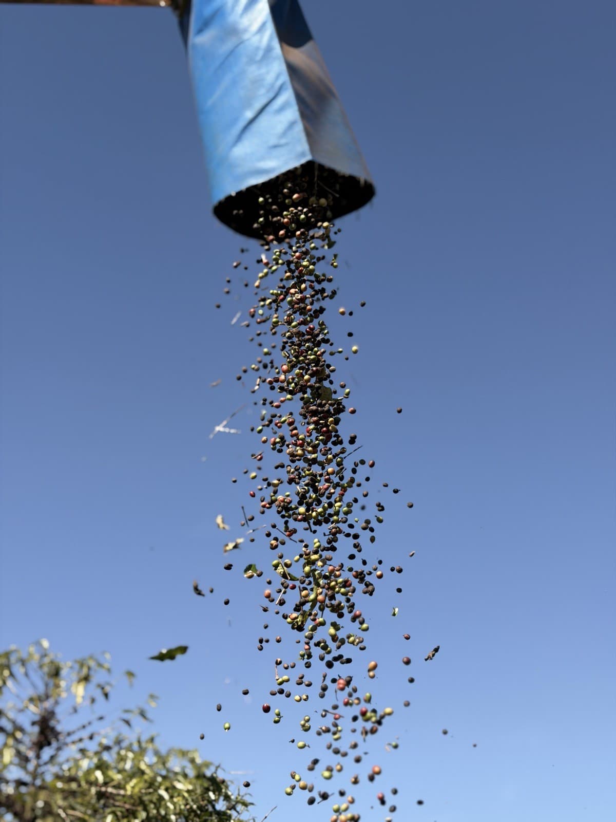 Cerejas de café caindo durante a colheita mecanizada na Fazenda São Bartolomeu