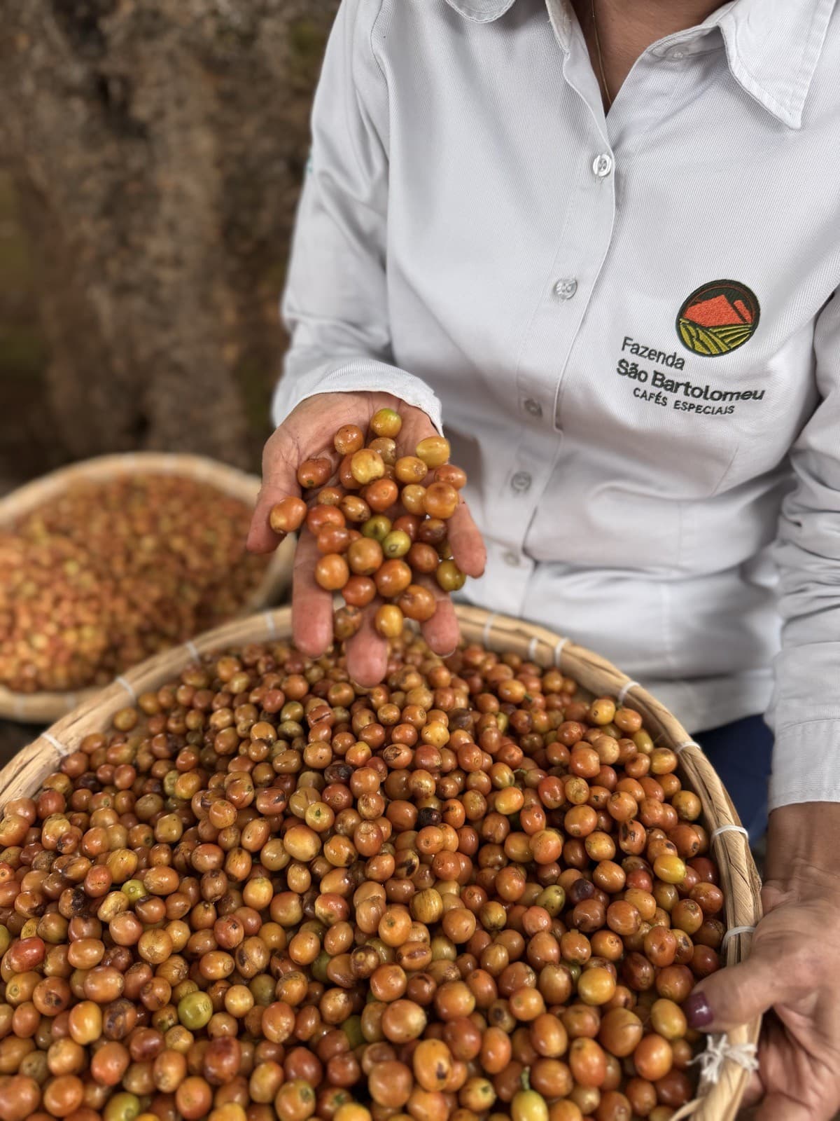 Integrante da equipe da Fazenda São Bartolomeu selecionando cerejas de café