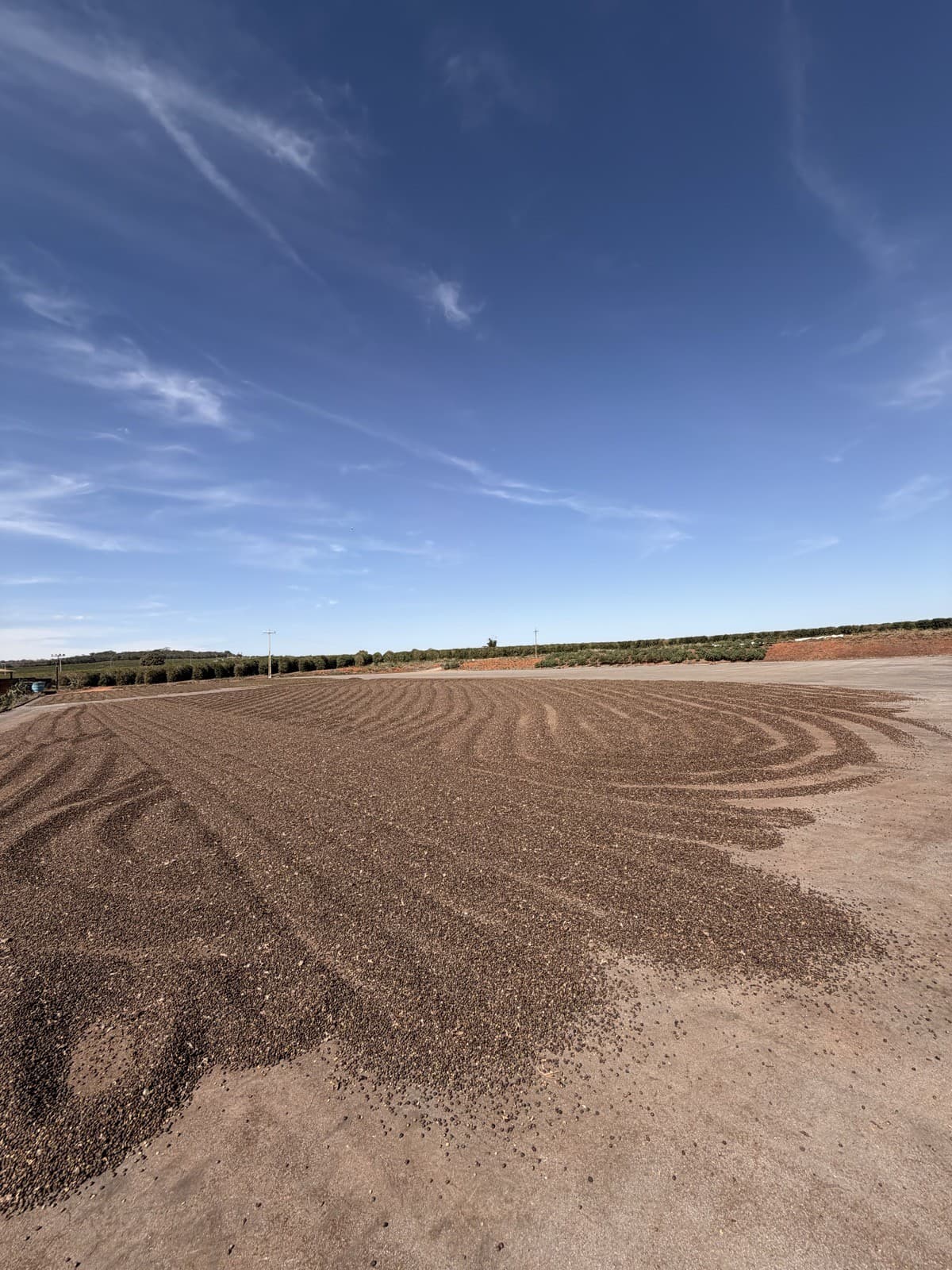 Padrão desenhado pelo rastelo no terreiro de secagem da Fazenda São Bartolomeu